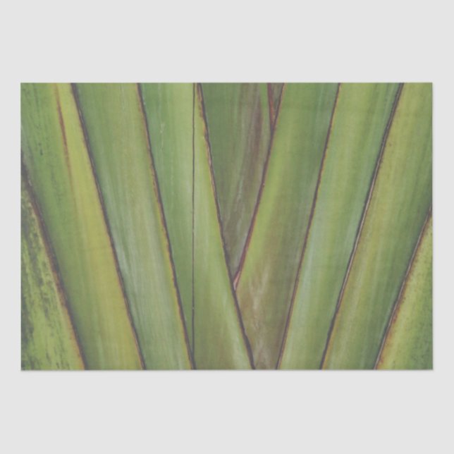 Traveler Palm Tissue Paper (Front)