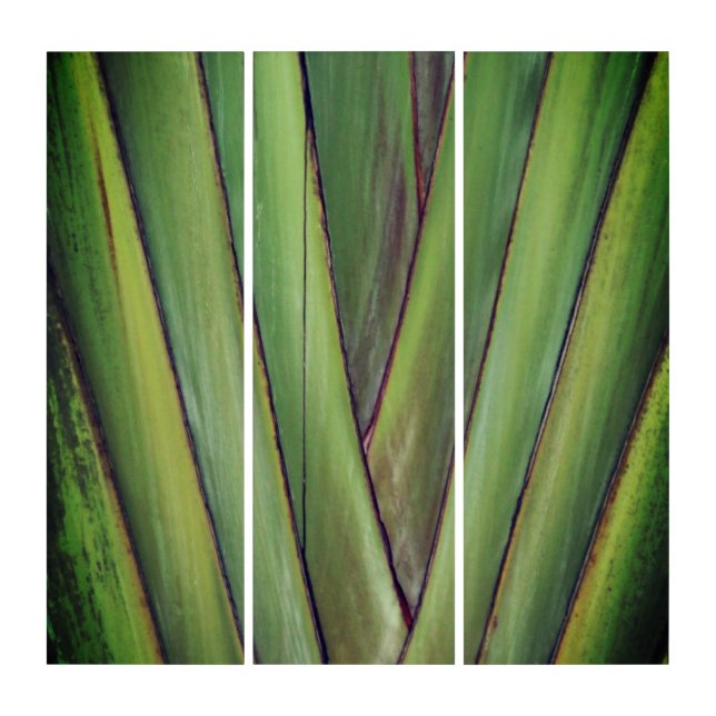 Traveler Palm Triptych Wall Art (Front)