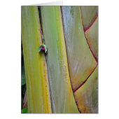 Travelers Palm Tree (Front)