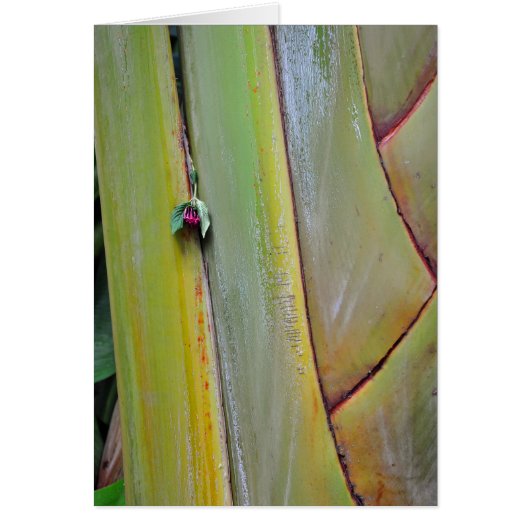 Travelers Palm Tree (Front)