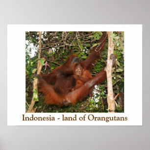 Traveling the Land of Orangutans Poster