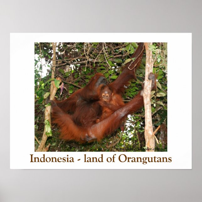 Traveling the Land of Orangutans Poster (Front)