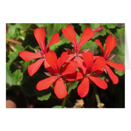 Travelling in Northern Italy (Front Horizontal)