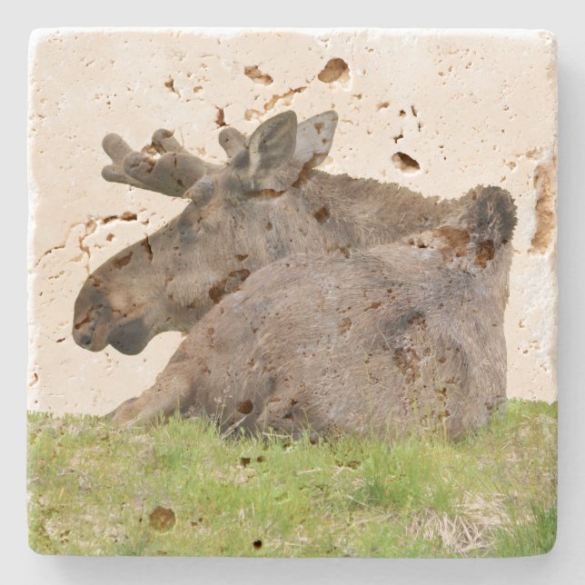 Travertine stone coaster w/ moose (Front)