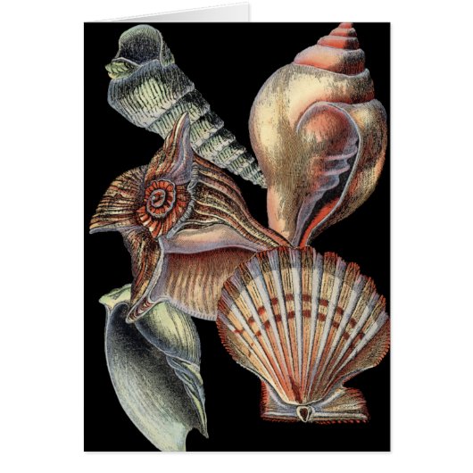 Treasures of the Sea Cards (Front)