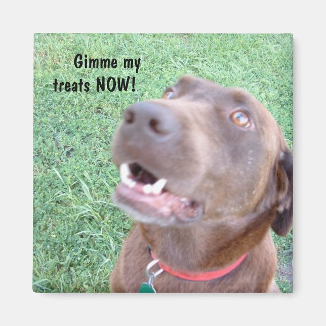 Treats NOW Magnet (Front)