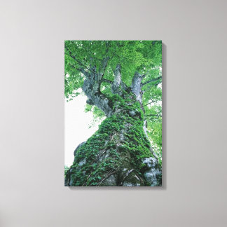 Tree 89 Stretched Canvas Print