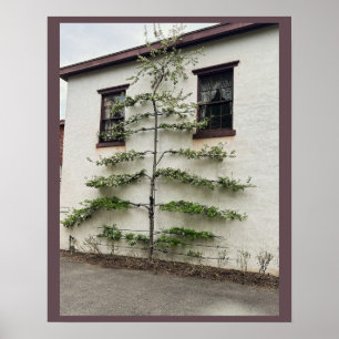 Tree Against Wall Poster