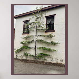 Tree Against Wall Poster