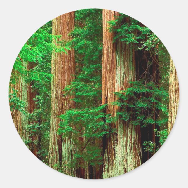 Tree Ancient Giants Redwoods Classic Round Sticker (Front)