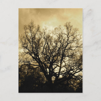 tree and sky sepia postcard