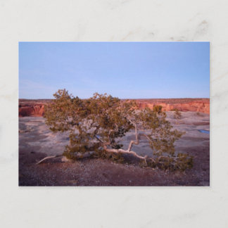 Tree at Canyon de Chelly Postcard