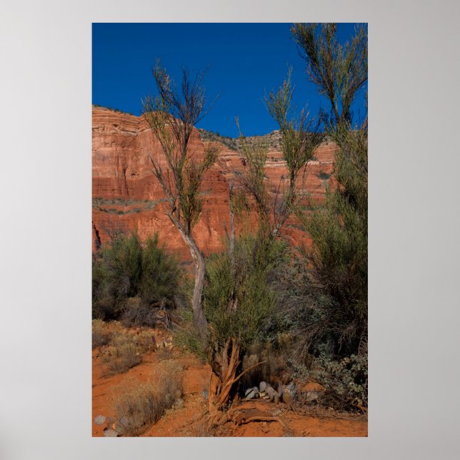 Tree at Courthouse Butte 2016 Poster (Front)
