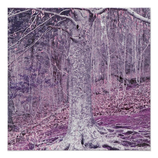 Tree at Dunbar  Poster (Front)