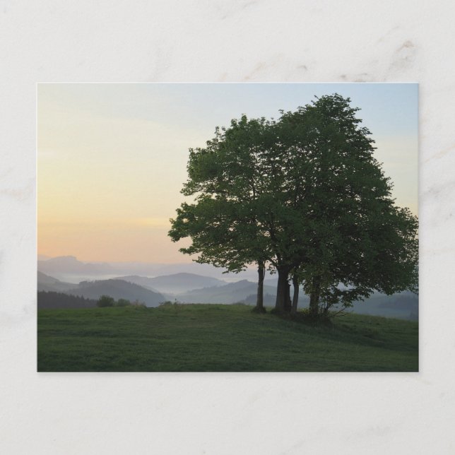 Tree at sunrise postcard (Front)