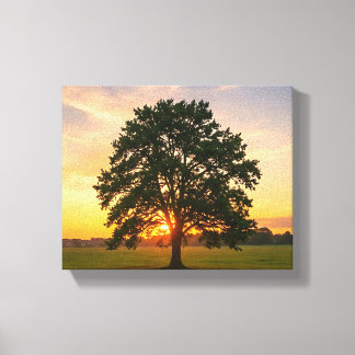 tree at sunset  canvas print