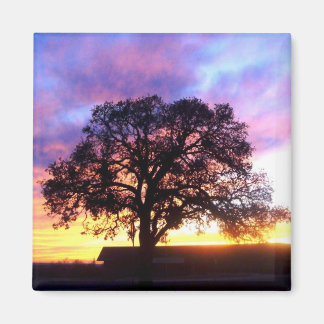 Tree at Sunset Magnet