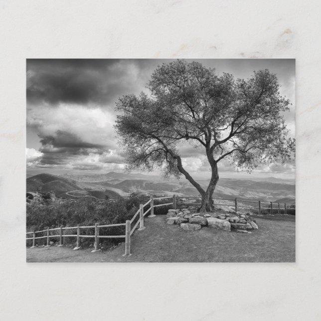 Tree at the top of the hill postcard (Front)