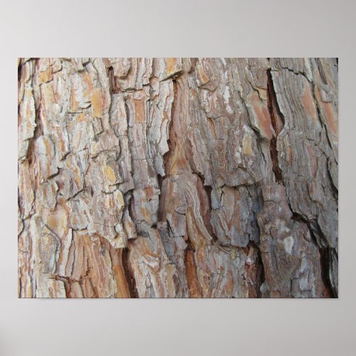 Tree Bark Fall Autumn Patterns Poster