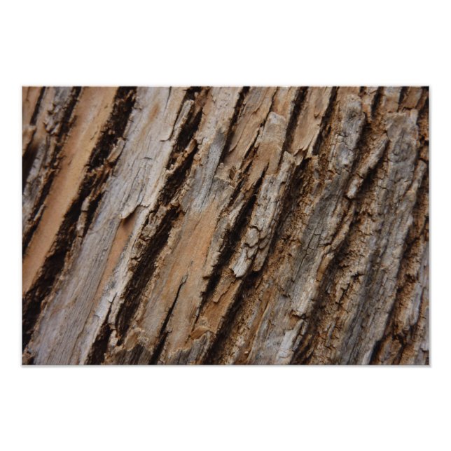 Tree Bark I Natural Abstract Textured Design Photo Print (Front)