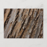 Tree Bark I Natural Abstract Textured Design Postcard