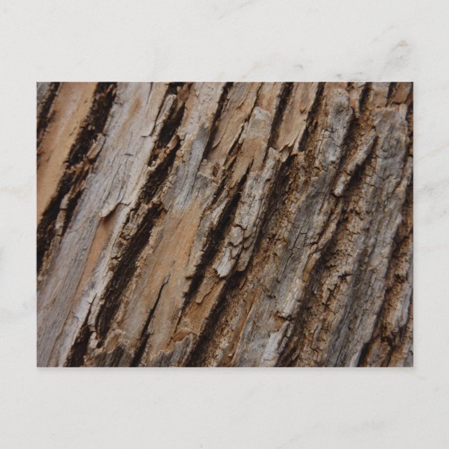 Tree Bark I Natural Abstract Textured Design Postcard (Front)
