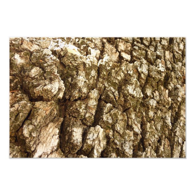 Tree Bark II Natural Textured Design Photo Print (Front)