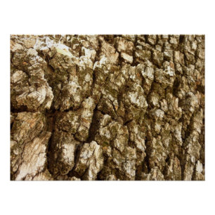 Tree Bark II Natural Textured Design Poster