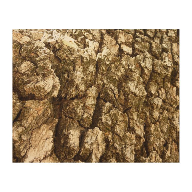 Tree Bark II Natural Textured Design Wood Wall Decor (Front)