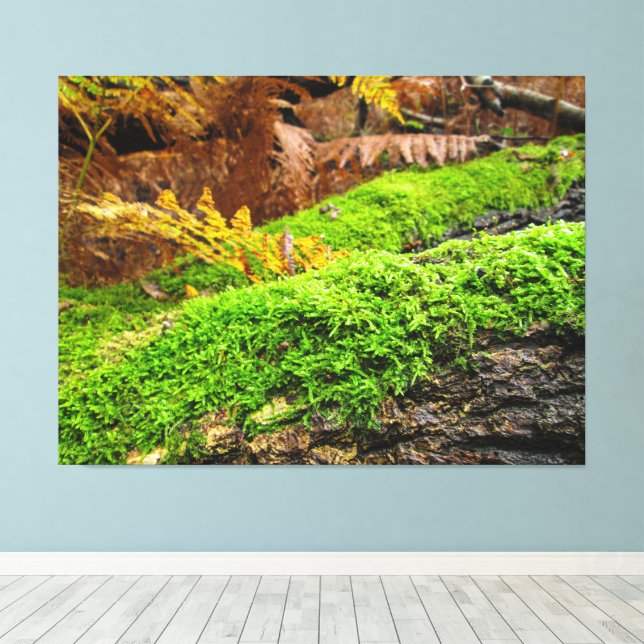 Tree Bark in Autumn Moss - Canvas Print (Insitu(Wood Floor))