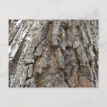 Tree Bark IV Abstract Nature Postcard