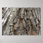 Tree Bark IV Abstract Nature Poster