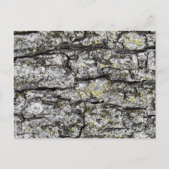 Tree Bark Postcard (Front)