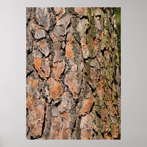 Tree Bark Poster