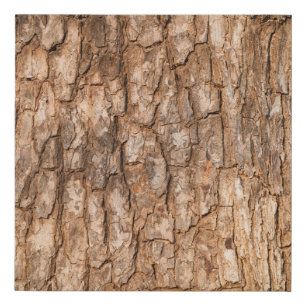 Tree bark texture, natural wood background. faux canvas print