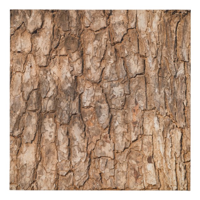 Tree bark texture, natural wood background. faux canvas print (Front)