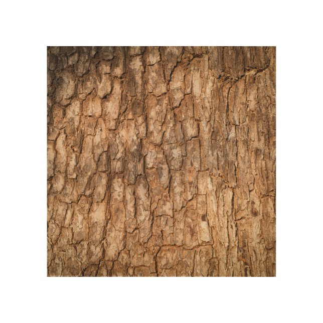 Tree bark texture, natural wood background. wall art (Front)