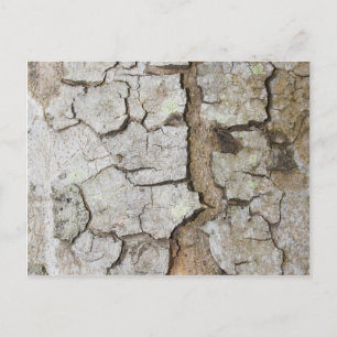Tree bark texture postcard