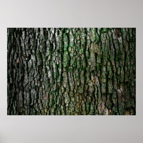 Tree bark texture poster