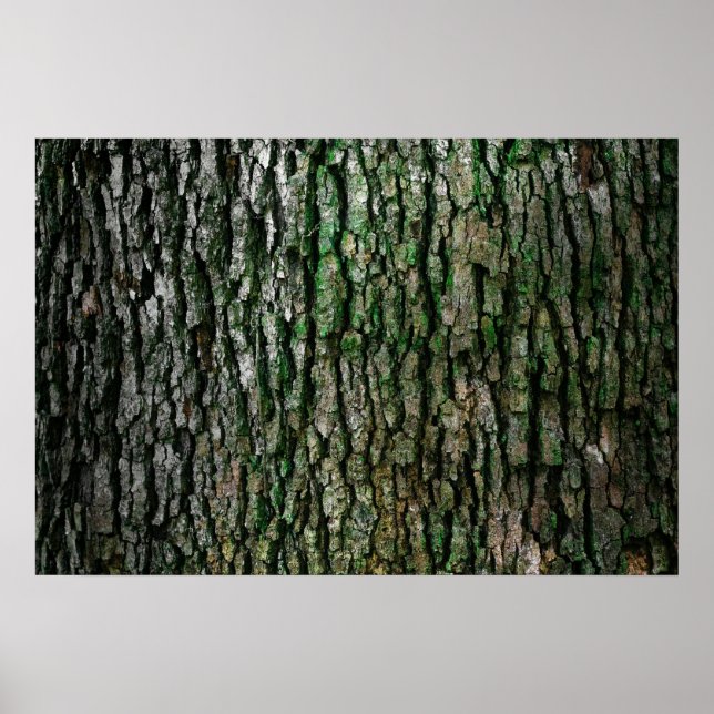 Tree bark texture poster (Front)
