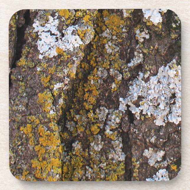 Tree Bark With Lichens Beverage Coaster (Front)