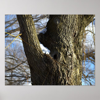 Tree Bark with Snow Poster