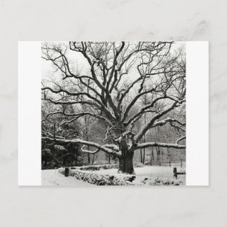 Tree Bedford Oak New York City Postcard