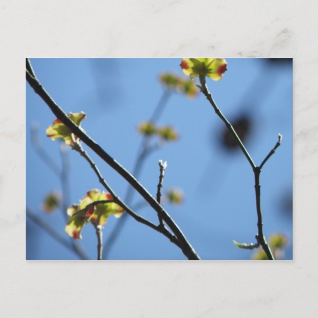 Tree Blossom Postcard (Front)