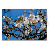 Tree Blossoms Card (Front Horizontal)