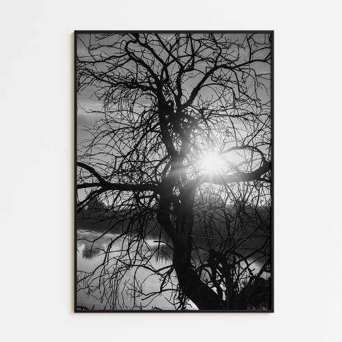 Tree branches and the sun in black and white poster