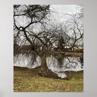 Tree by Pond Poster