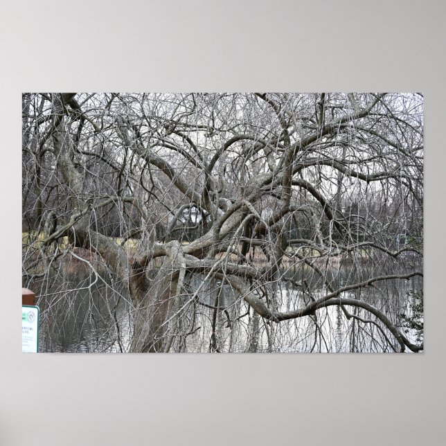 Tree by the Pond Poster (Front)