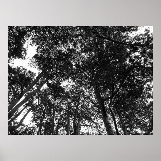 Tree Canopy, Bute Park, Cardiff Poster (Front)