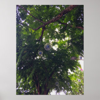 Tree Canopy Hanging Decorative Orbs Urban Nature Poster